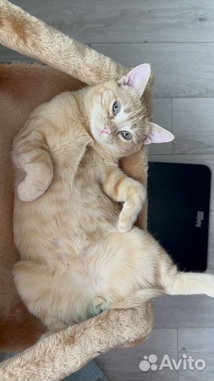 Котик в добрые руки