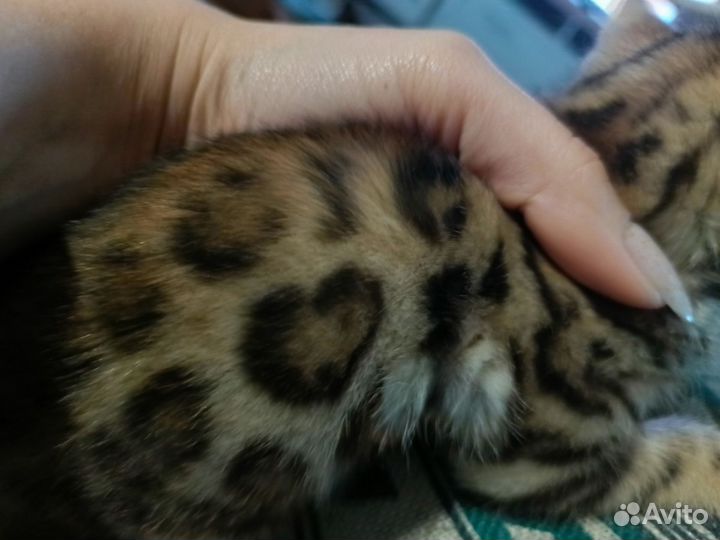 Бенгальский котик