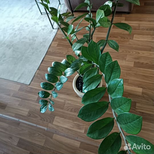 Замиокулькас вариантный