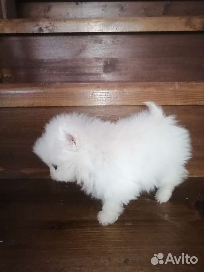 Померанский шпиц мини микро