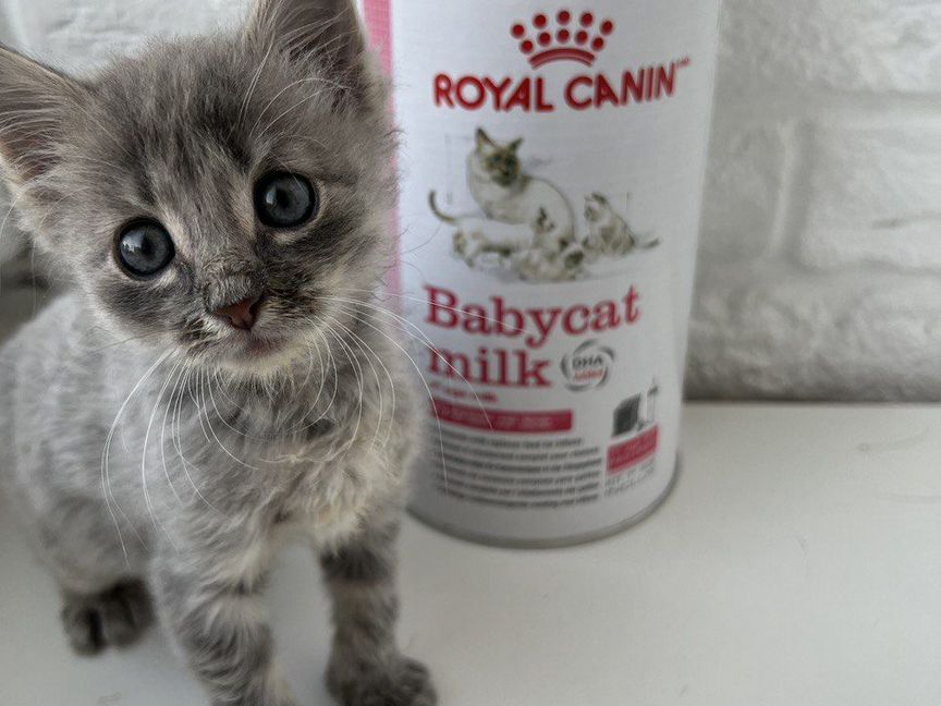 Royal canin Молоко для котят