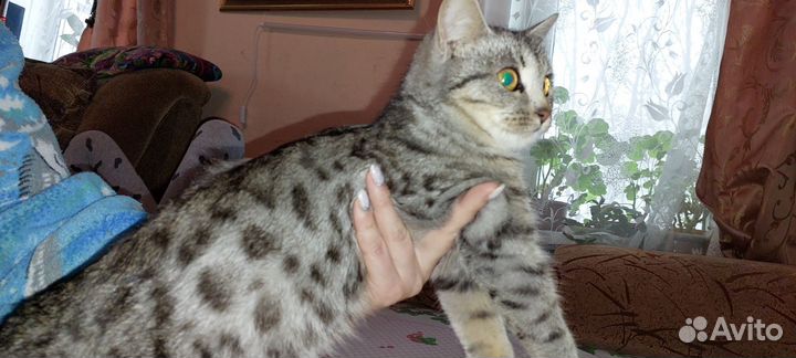 Кошки в добрые руки бесплатно