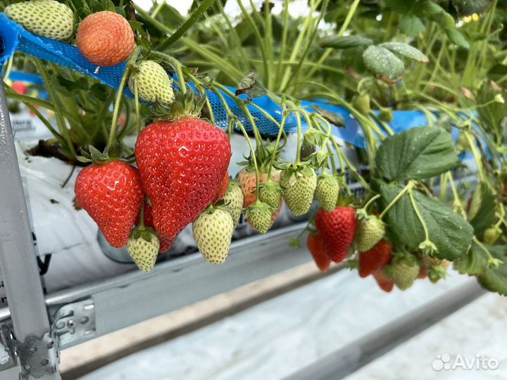 Клубника Свежая Тепличная