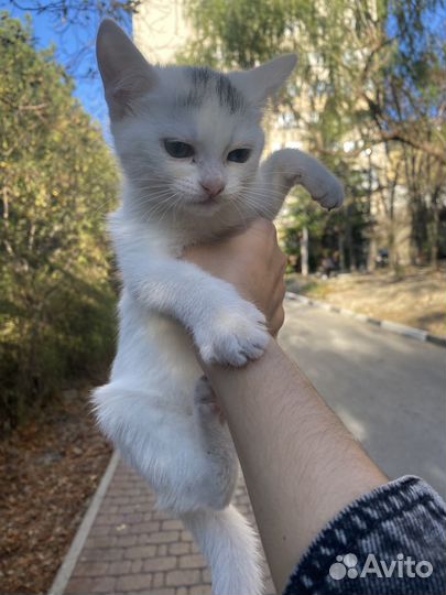 Котёнок, девочка