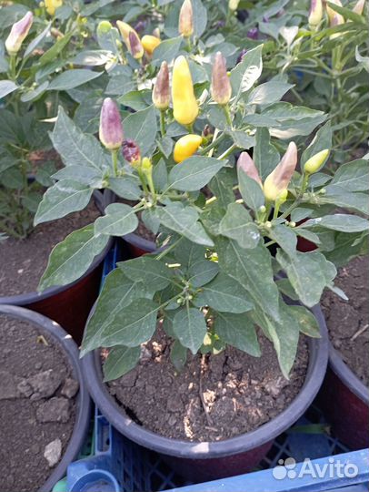 Перец комнатный острый