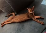 Элитный абиссинский кот, вязка