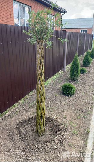 Плетеные деревья из ивы