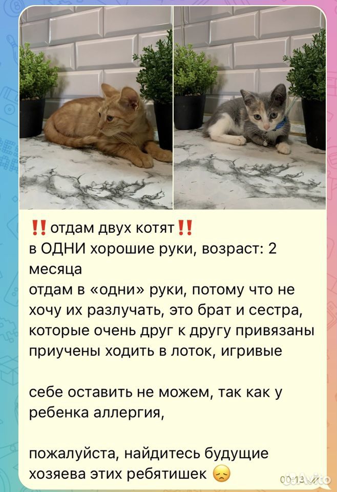 Котята в добрые руки