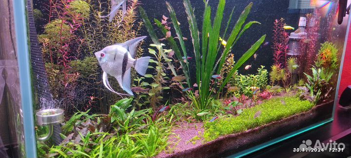 Аквариум