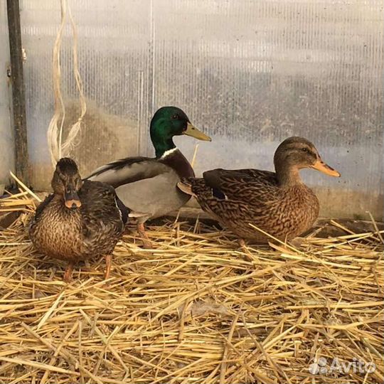 Подсадные утки