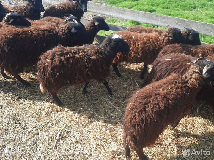 Овцы Ярки бараны барашки Ягнята