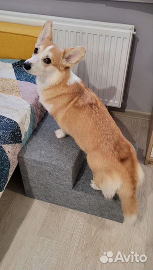 Лесенка для собак