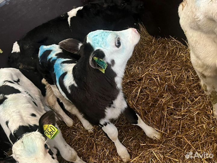 Отборные телята бычки с доставкой