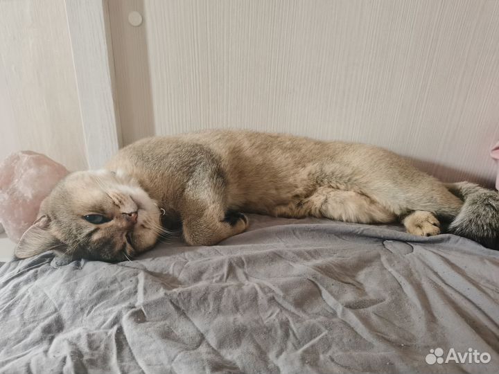 Шотландский кот вязка