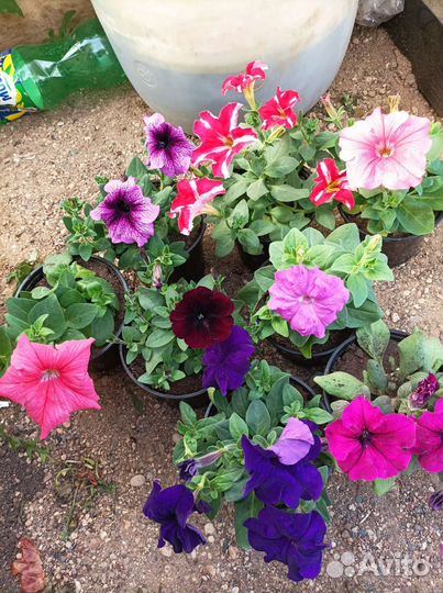 Петуния в кашпо