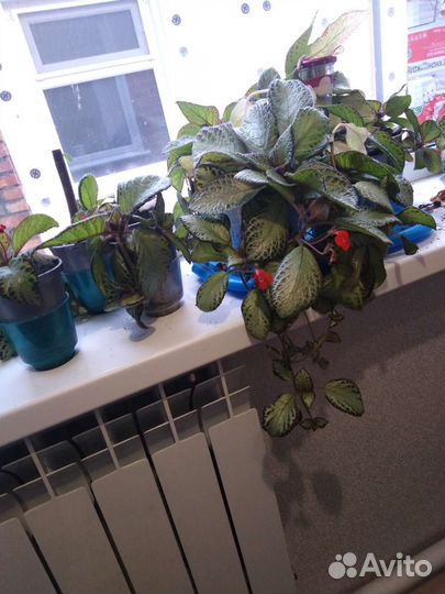 Комнатный цветок 