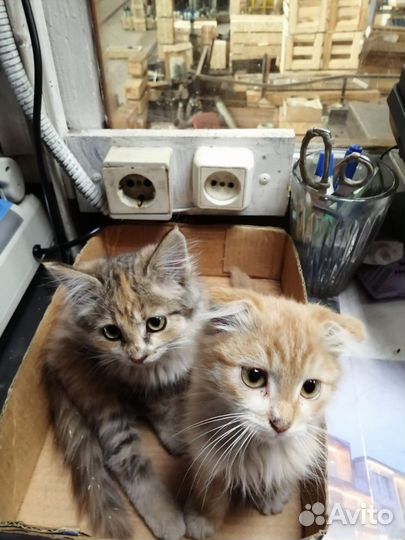 Отдам котят