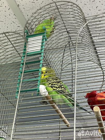 Волнистый попугай