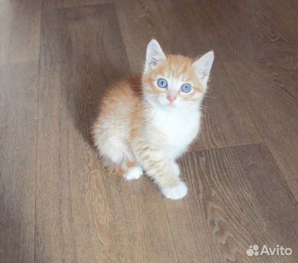 Рыжий котенок