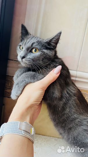 Котенок(котик)