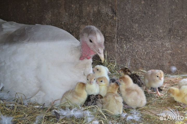 Инкубационные яйца индюшиное