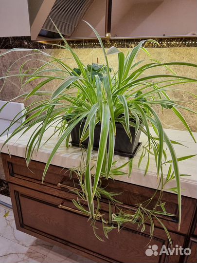 Хлорофитум много