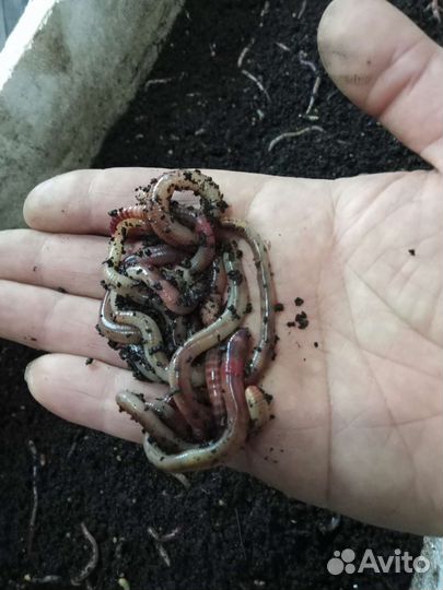 Черви для рыбалки