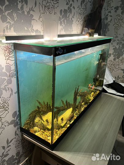 Аквариум с рыбками