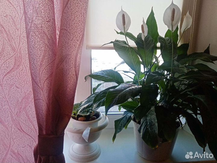 Спатифиллум