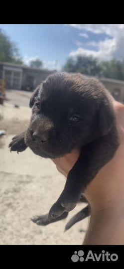 Щенки лабрадора