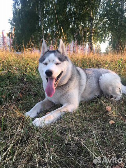 Хаски вязка