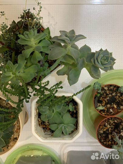 Суккуленты