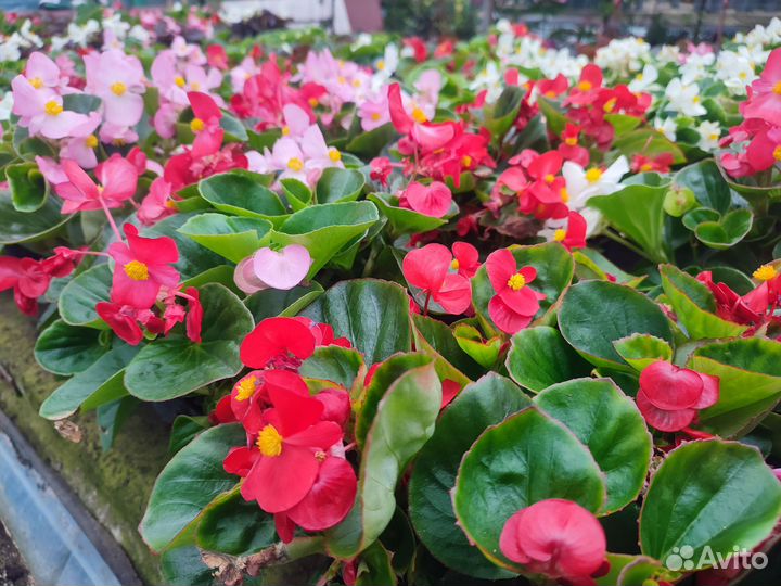 Петунии кустовые и ампельные тагетисы - бархатцы