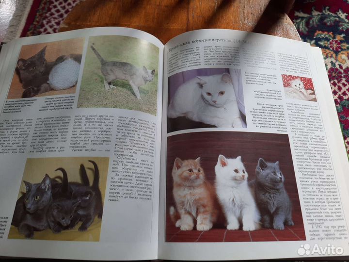 Книга о кошках