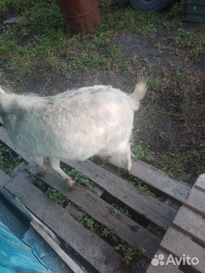 Козел зааненский