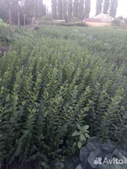 Кизильник блестящий