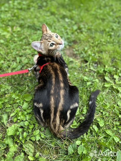 Шикарный бенгальский котенок