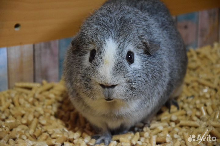 Продаются морские свинки американский тедди