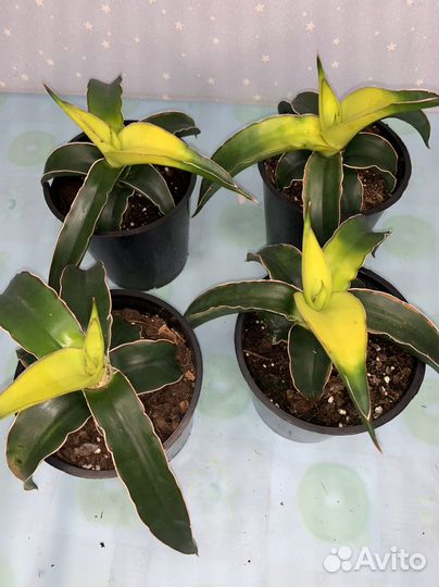 Сансиеверия Звездная Канарейка 12/20см