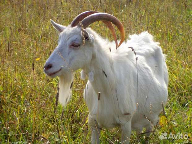 Козы двойные и на мясо