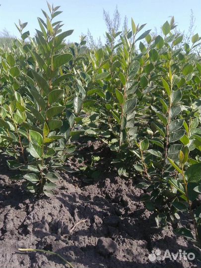 Кизильник блестящий ф Забайкальский сl4