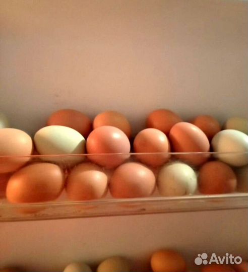 Домашние куриные яйца