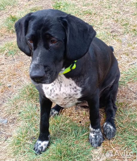 Курцхаар в добрые руки