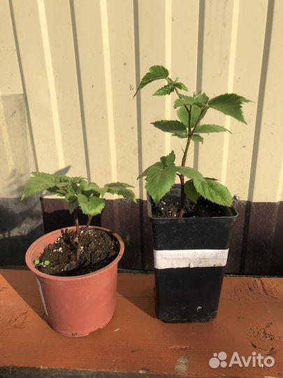 Саженцы ежевики Полар