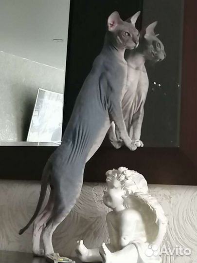 Донской сфинкс велюр