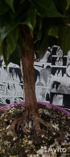 Фикус бенджамина