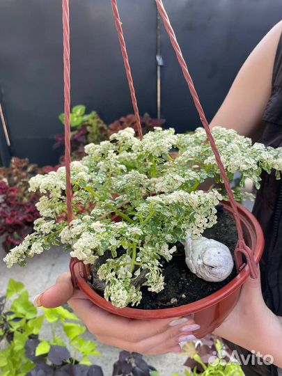 Пилея мелколистная