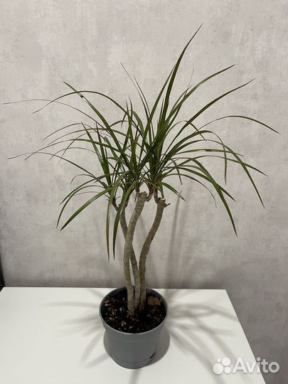 Пальма драцена