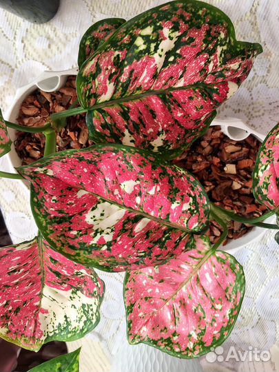 Комнатные цветы