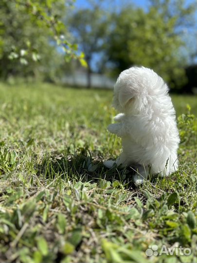 Щенки мальтезе